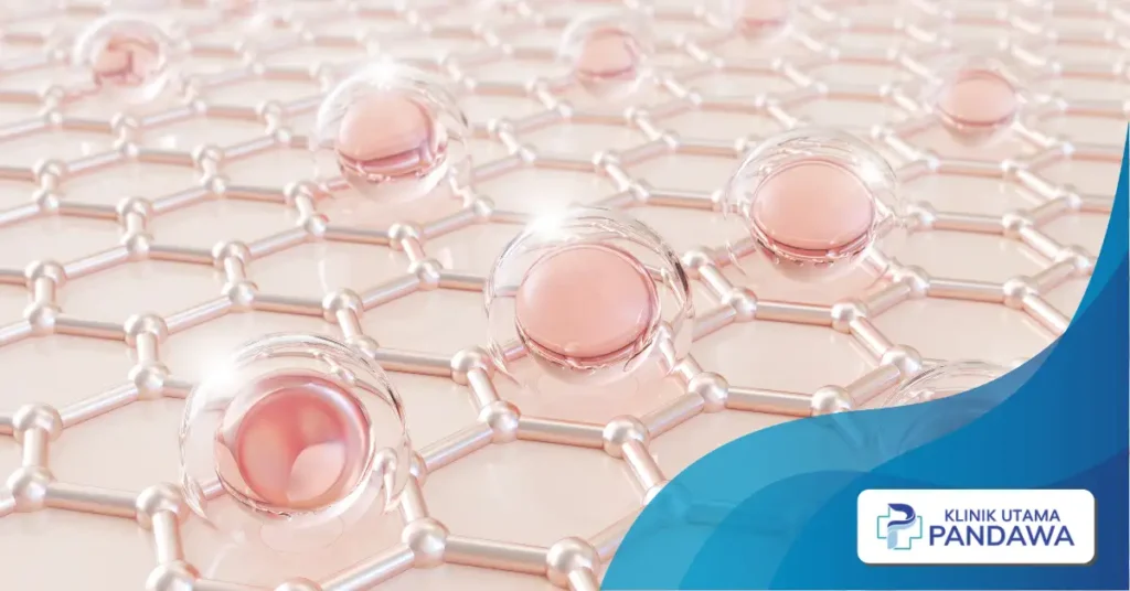 skin barrier adalah